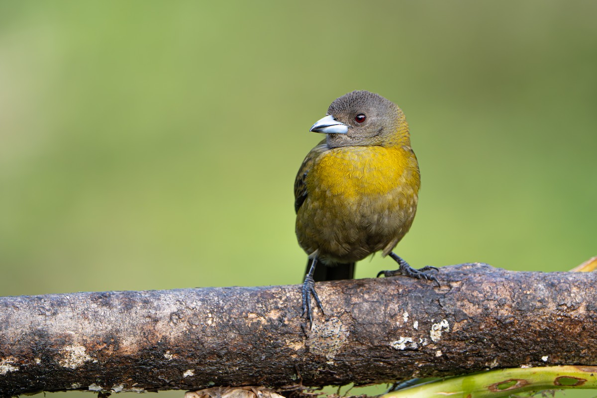 Scarlet-rumped Tanager - ML642916769