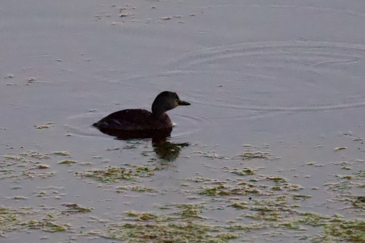 Least Grebe - ML642916774