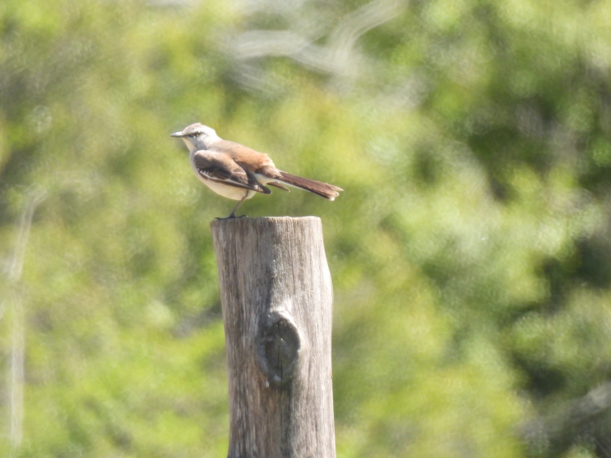 White-banded Mockingbird - ML642916779