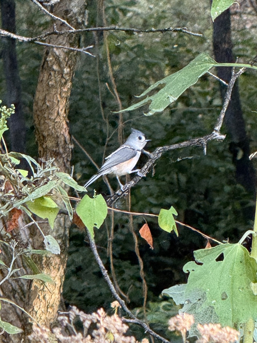 Mésange bicolore - ML642916797