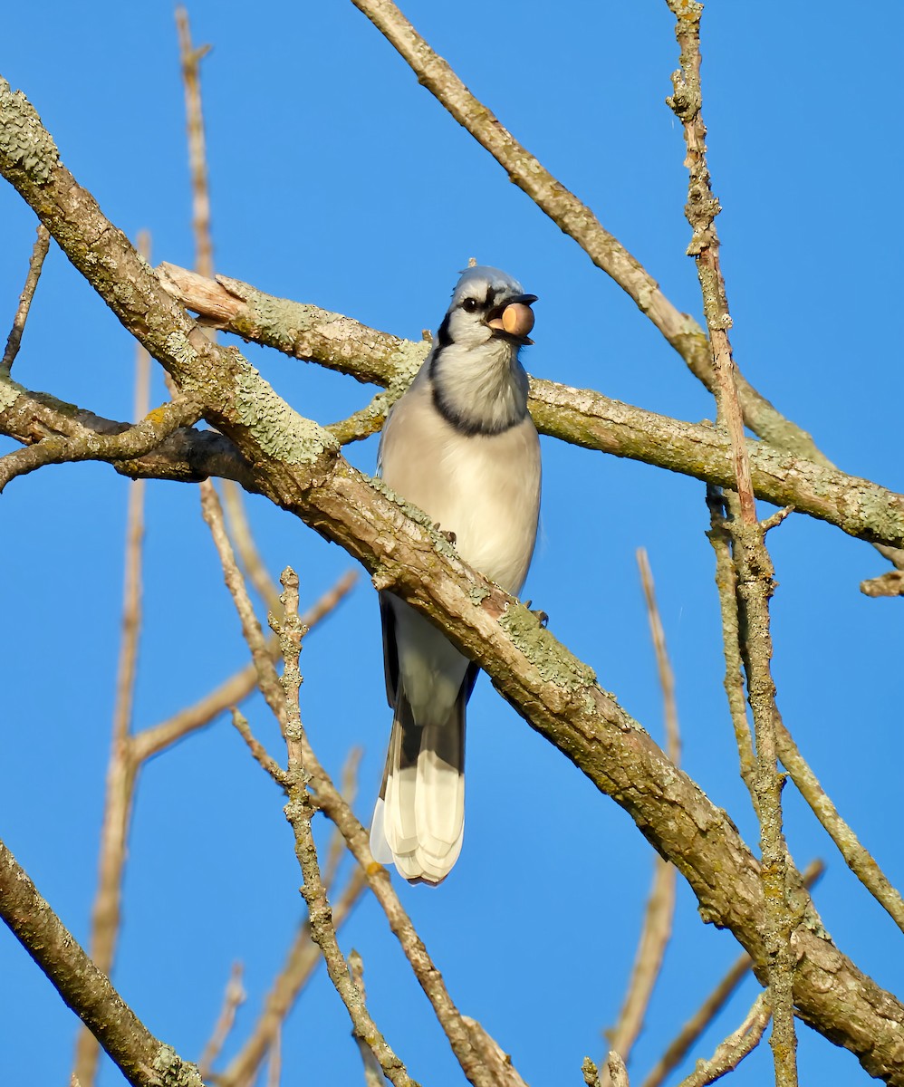 Blue Jay - ML642916799