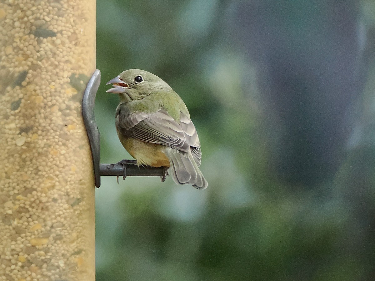 Painted Bunting - ML642916801
