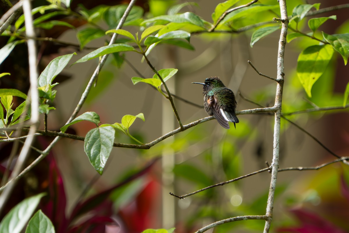 Black-bellied Hummingbird - ML642916810