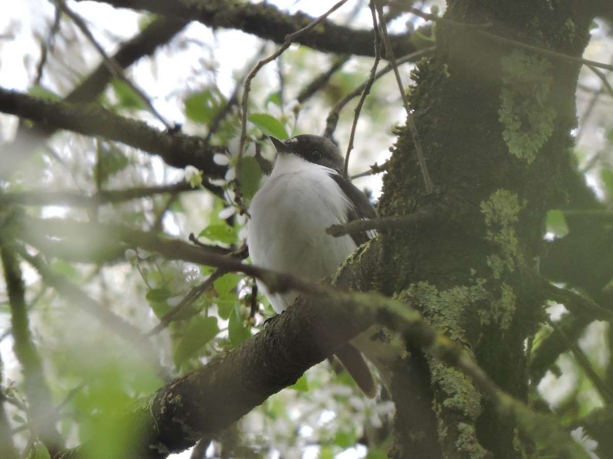 European Pied Flycatcher - Samuel Beerkens