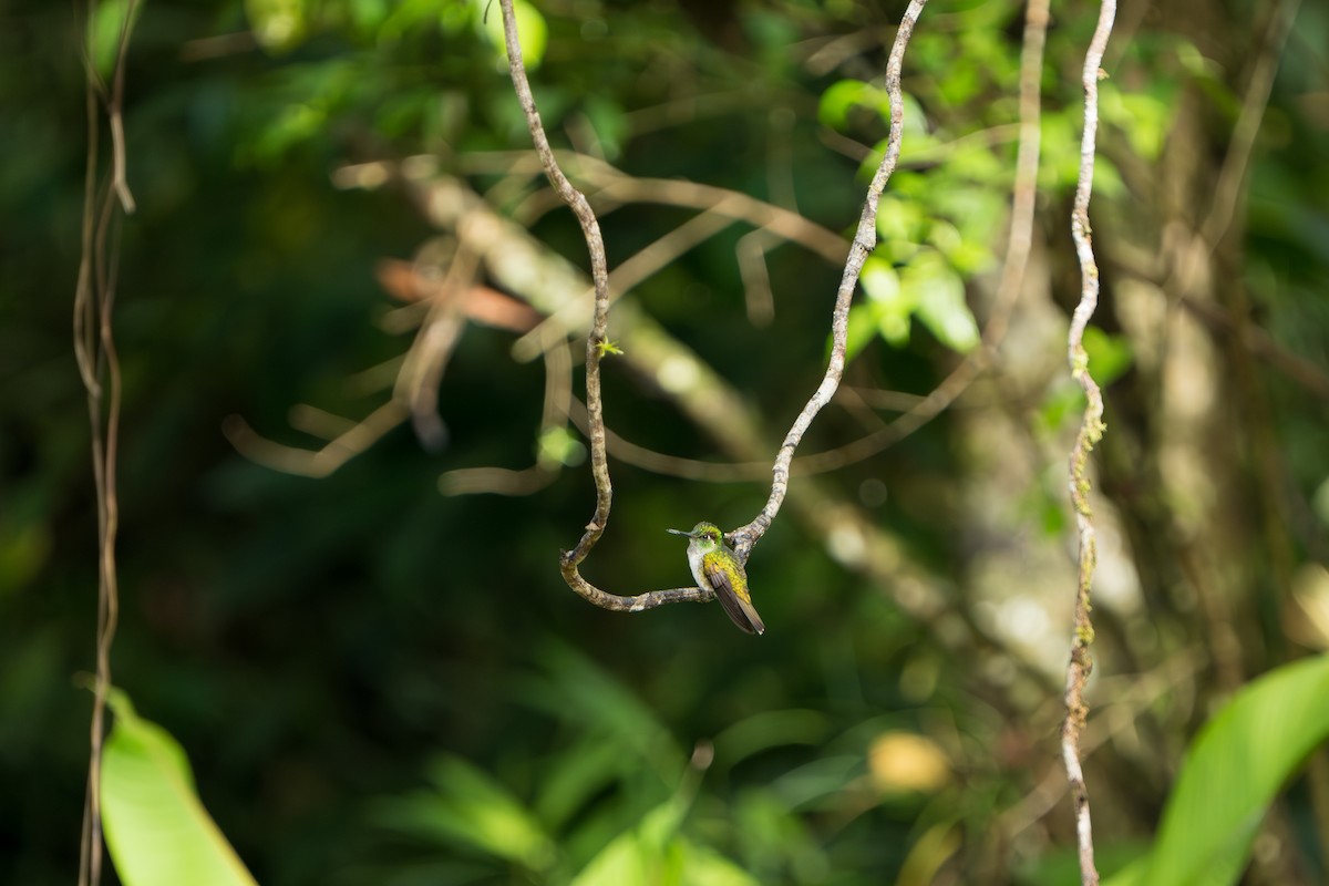 Black-bellied Hummingbird - ML642916812