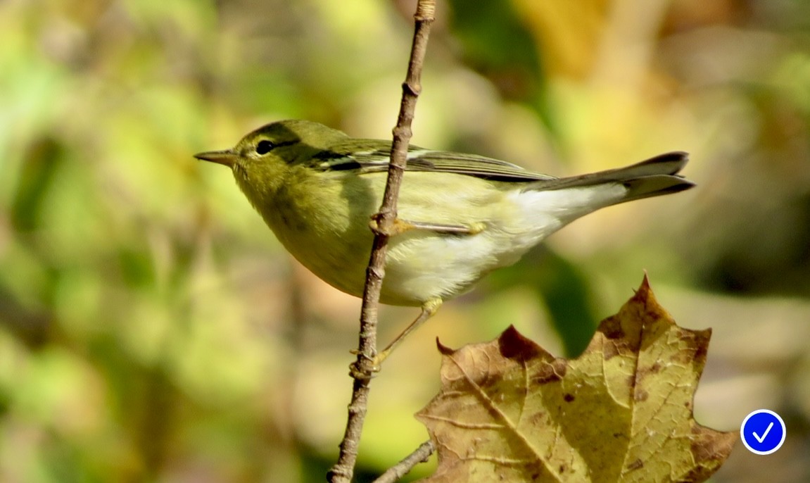 Streifenwaldsänger - ML642916827