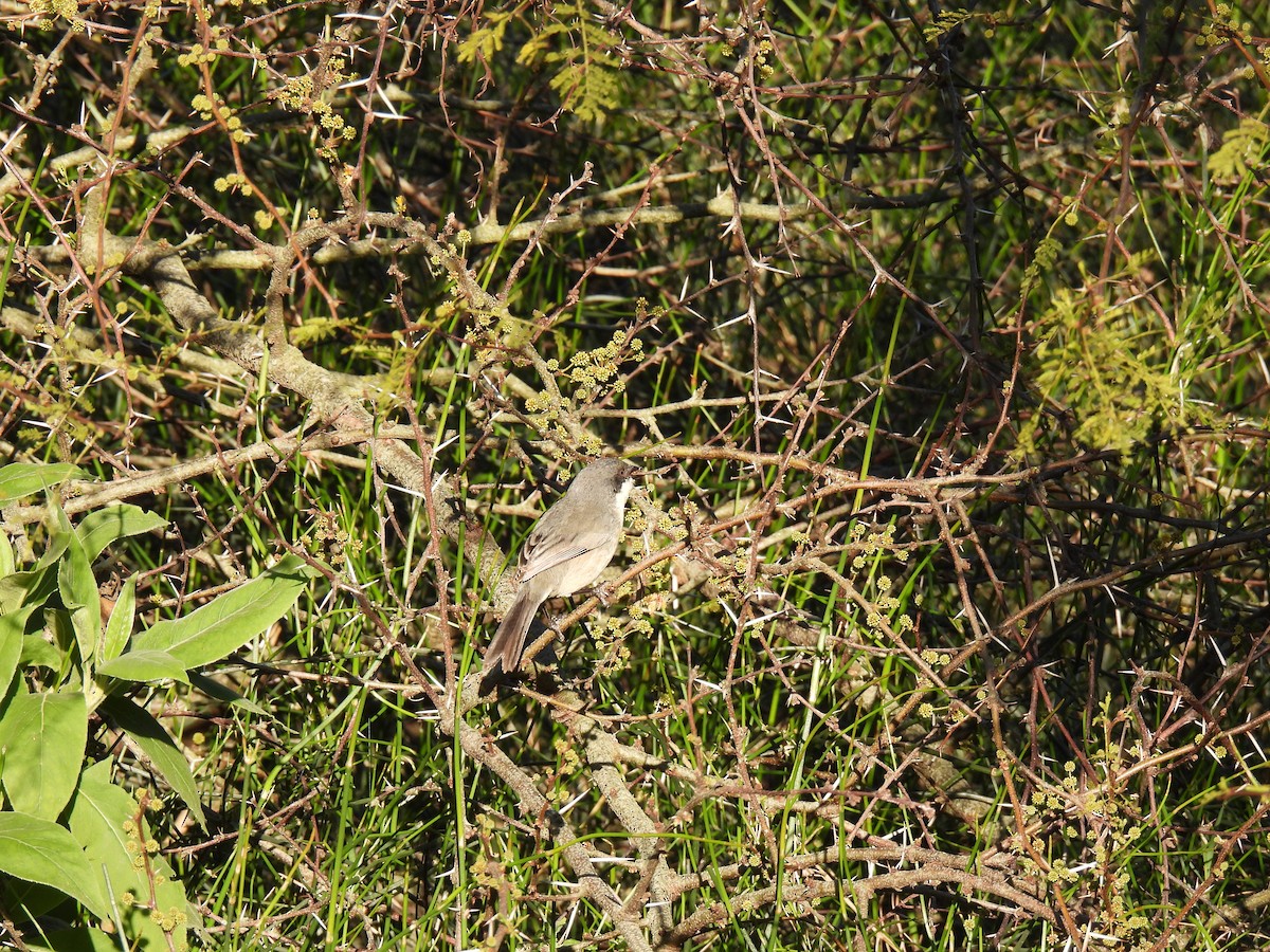 Black-capped Warbling Finch - ML642916830