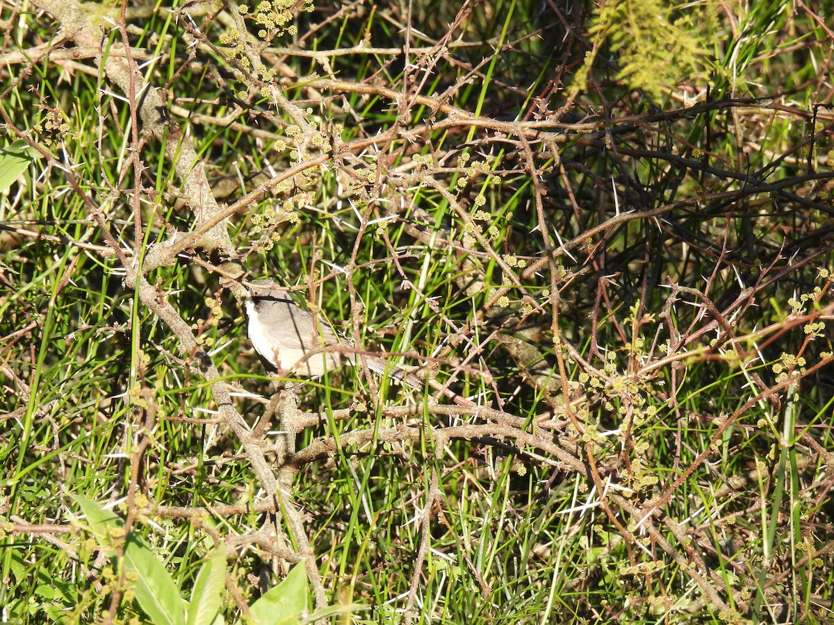 Black-capped Warbling Finch - ML642916831