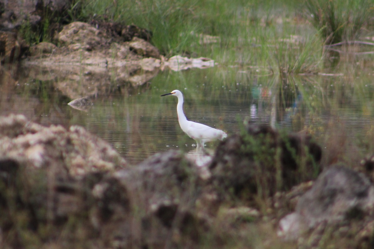 white egret sp. - ML642916841
