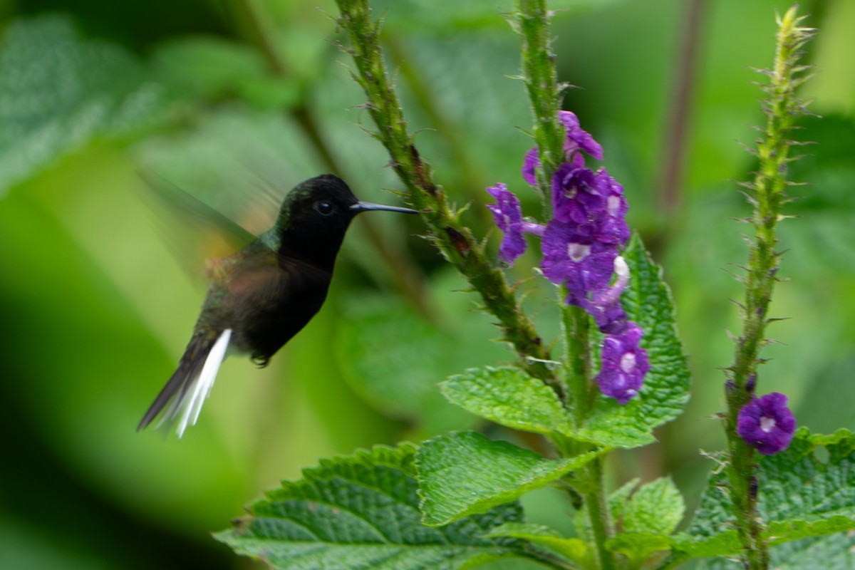 Black-bellied Hummingbird - ML642916854