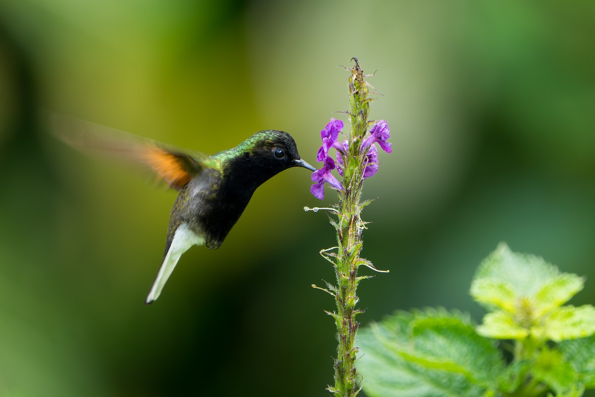 Black-bellied Hummingbird - ML642916857