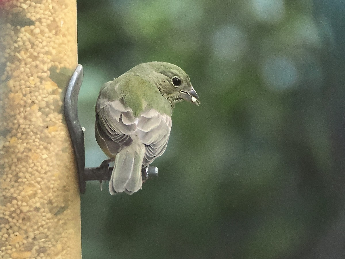 Painted Bunting - ML642916858