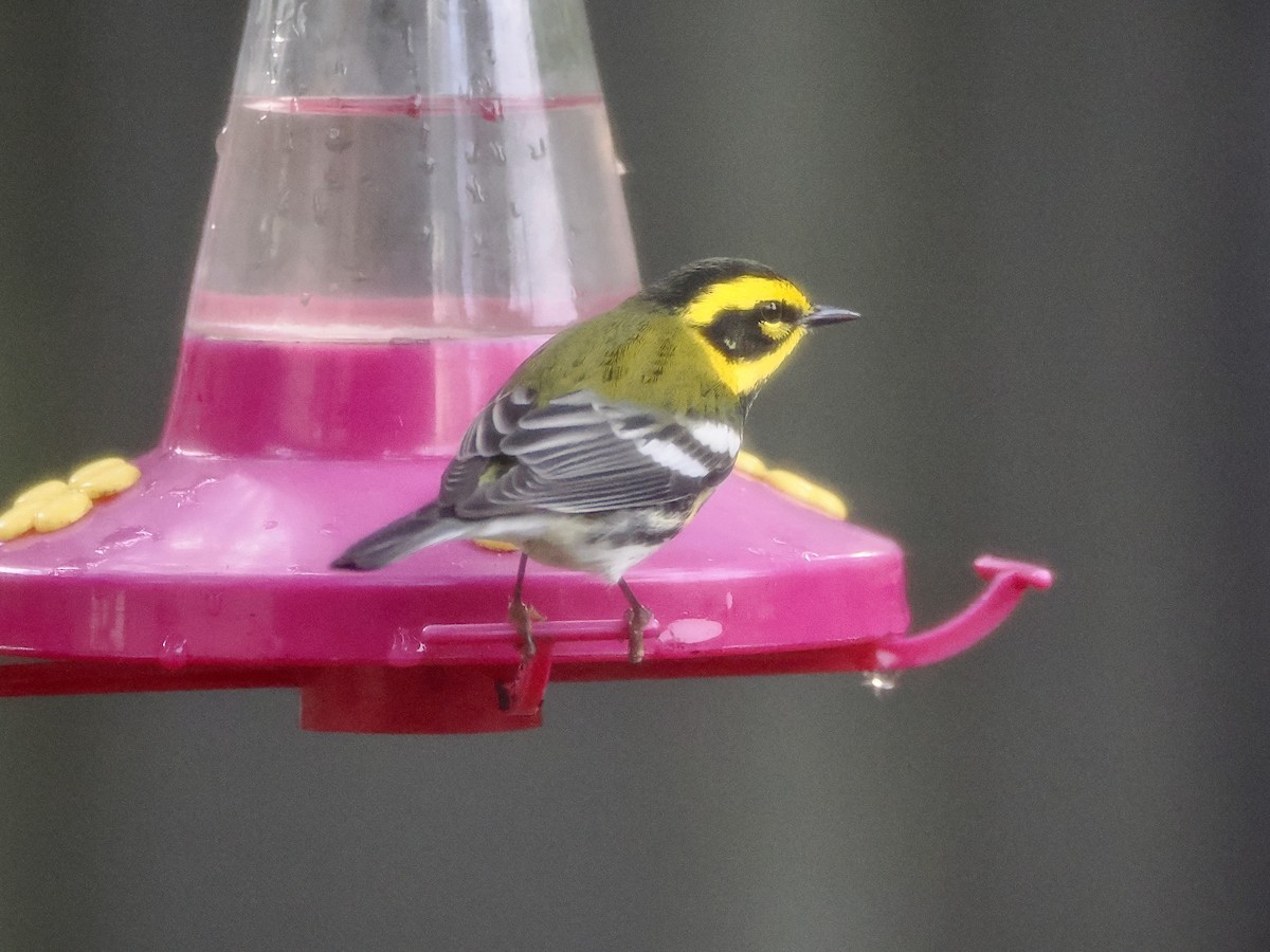 Townsend's Warbler - ML642916866