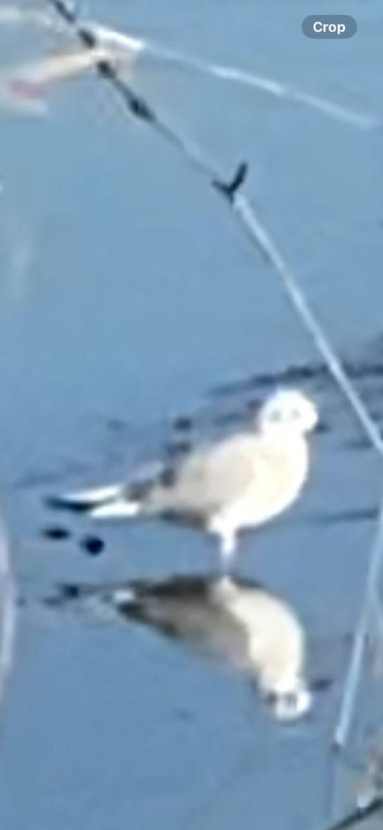 Bonaparte's Gull - ML642916877