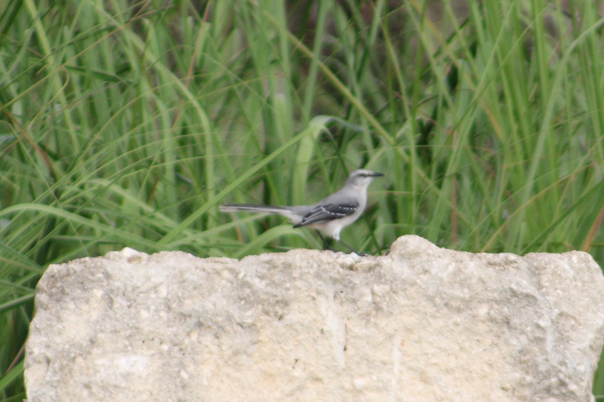 Tropical Mockingbird - ML642916878