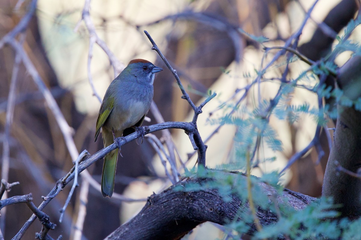 Green-tailed Towhee - ML642916885