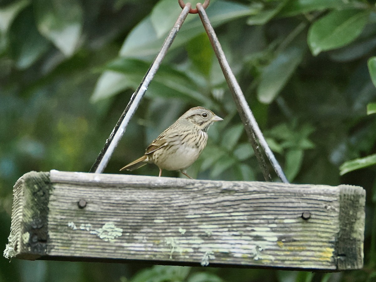 Lincoln's Sparrow - ML642916886