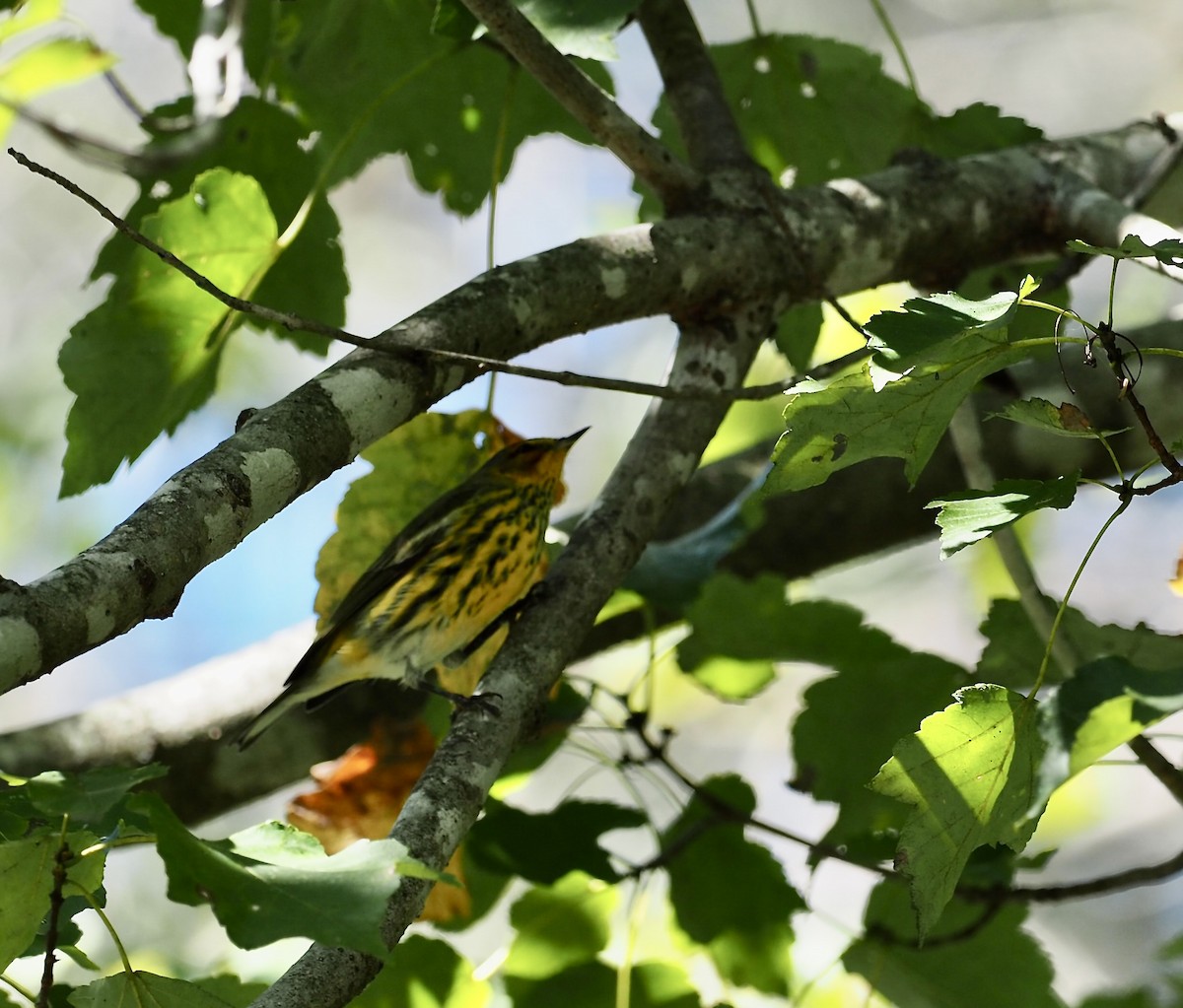 Cape May Warbler - ML642916890