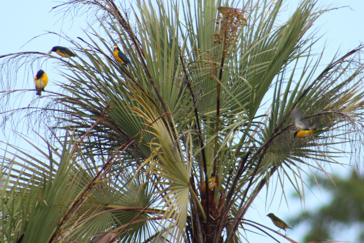 Yellow-throated Euphonia - ML642916904