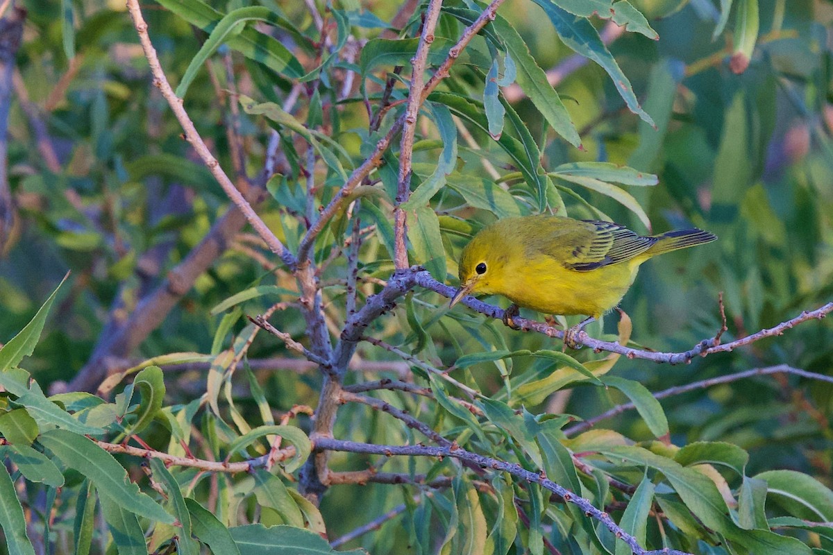 Yellow Warbler - ML642916918