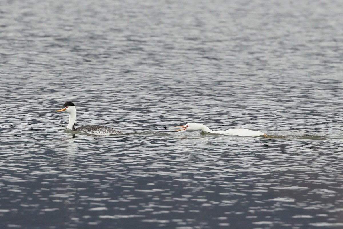 Clark's Grebe - ML642916929