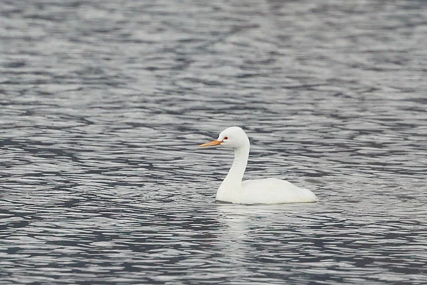Clark's Grebe - ML642916931
