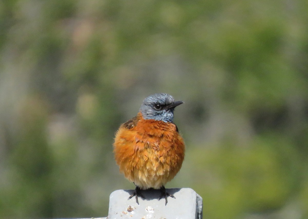 Cape Rock-Thrush - ML642916933