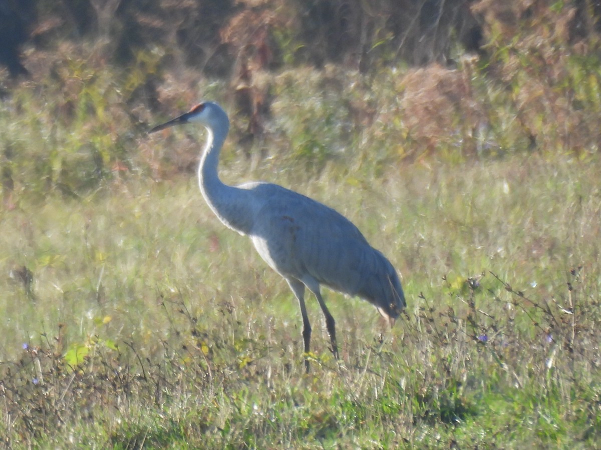 Sandhill Crane - ML642916943