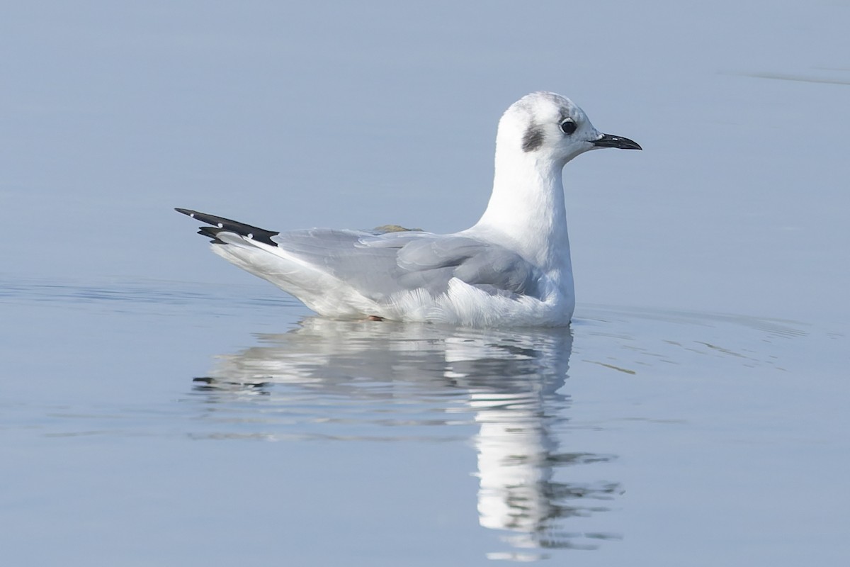 Bonaparte's Gull - ML642916983