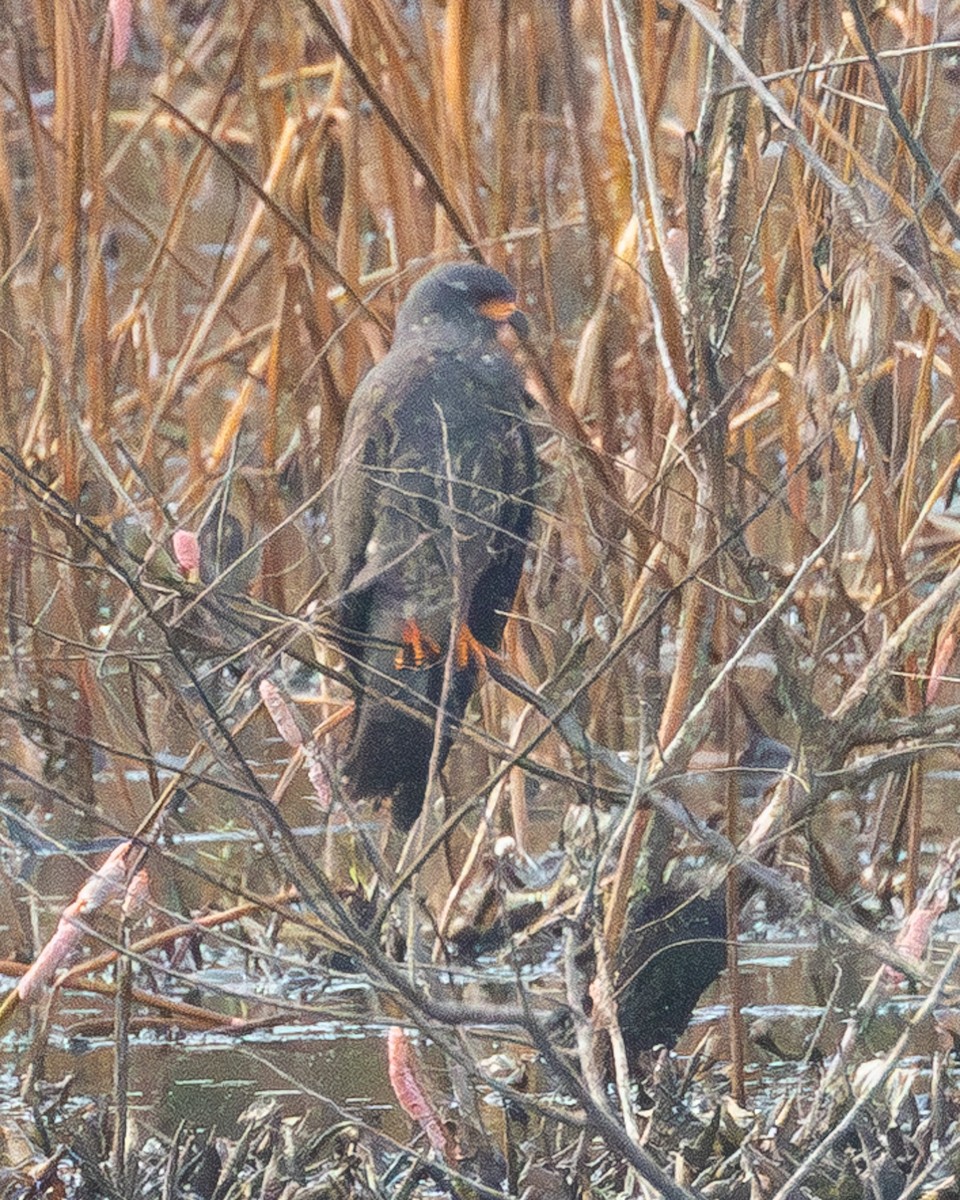 Snail Kite - ML642916985
