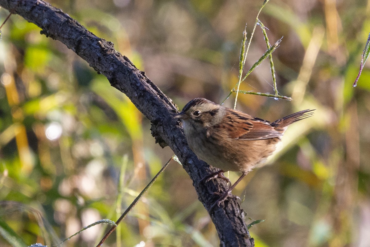 Swamp Sparrow - ML642916987