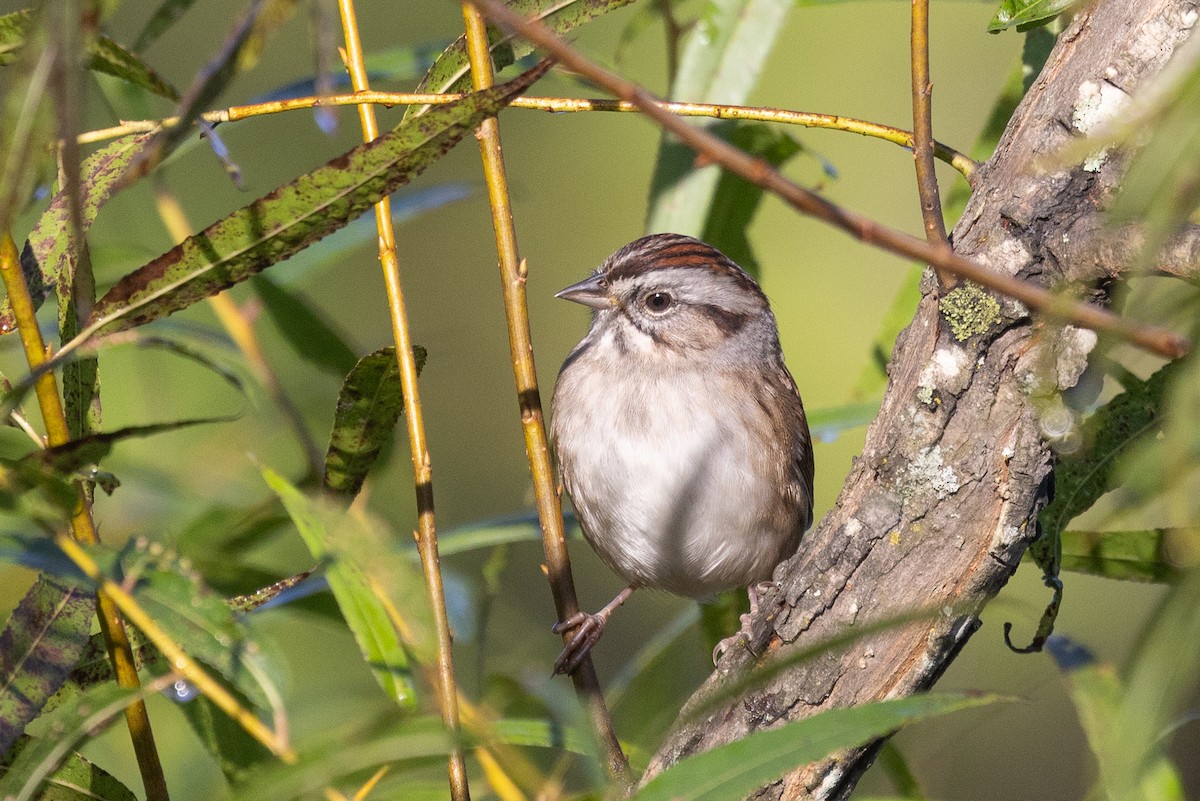 Swamp Sparrow - ML642916988