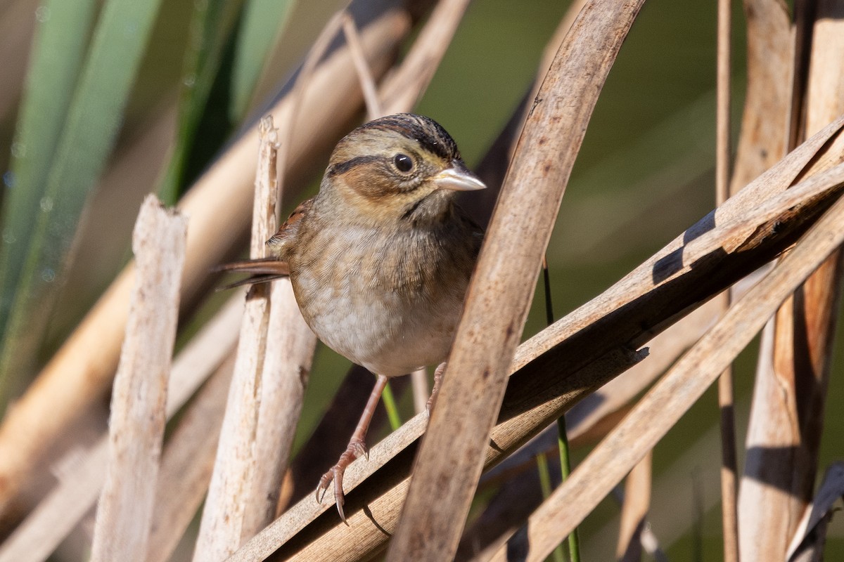 Swamp Sparrow - ML642916989