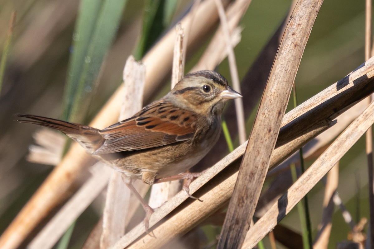 Swamp Sparrow - ML642916991