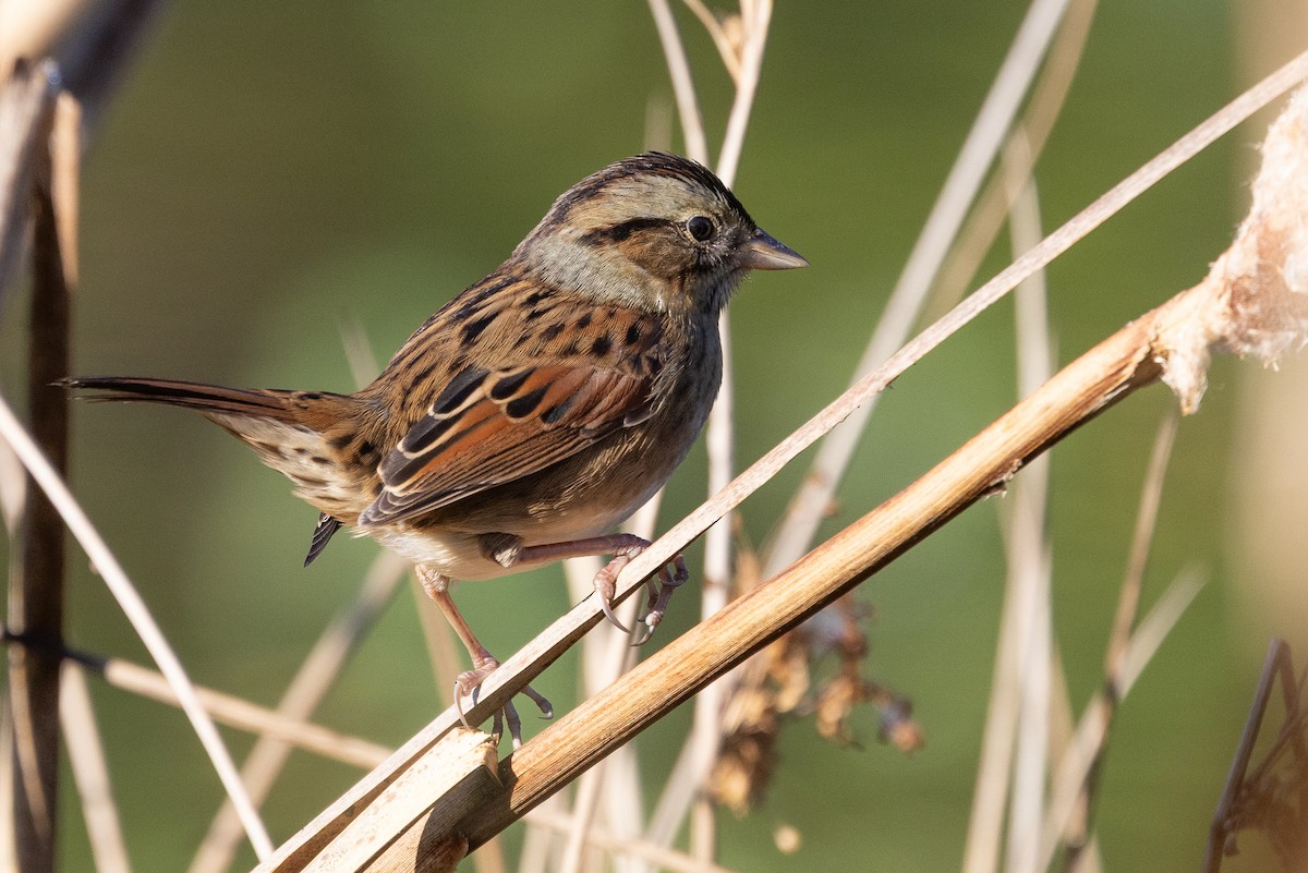 Swamp Sparrow - ML642916992
