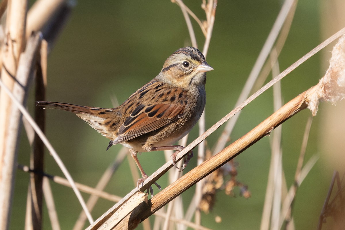 Swamp Sparrow - ML642916993