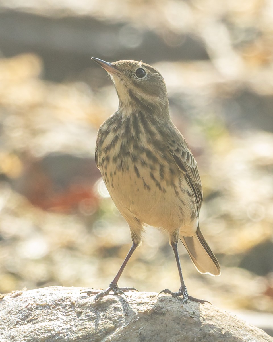 American Pipit - ML642916994