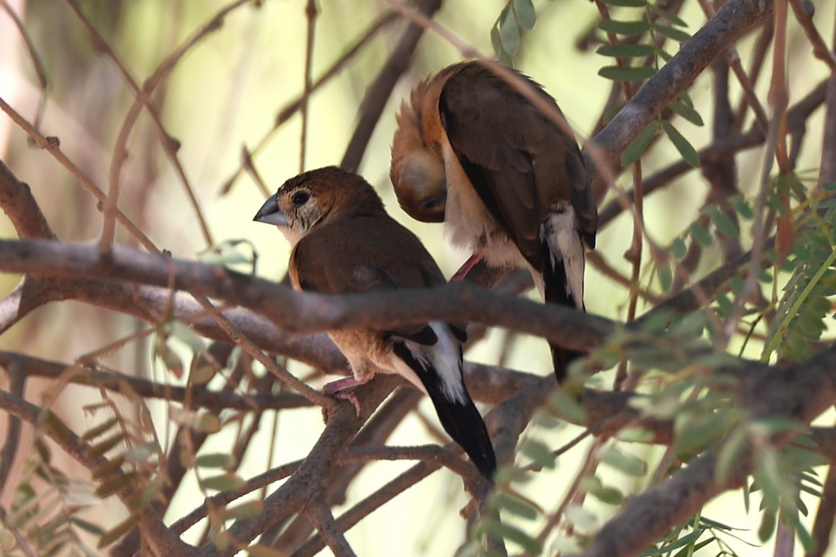 Indian Silverbill - ML642917021
