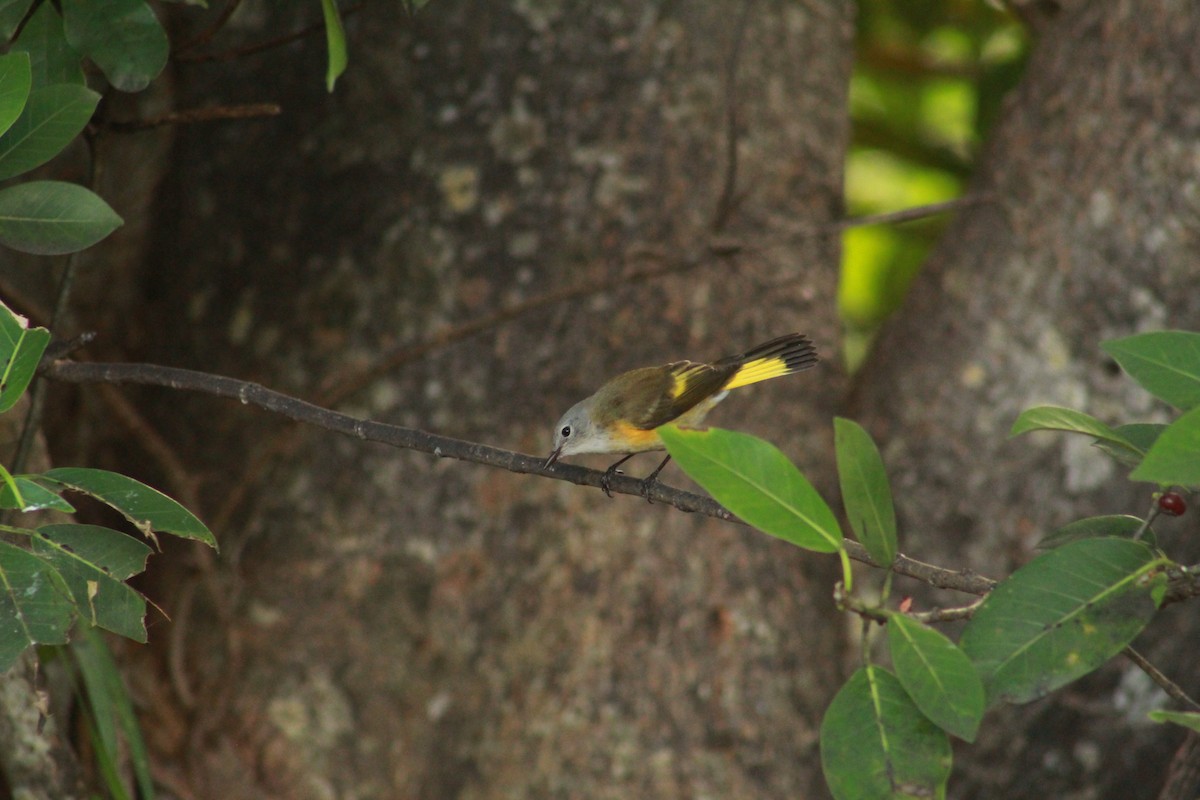 American Redstart - ML642917025