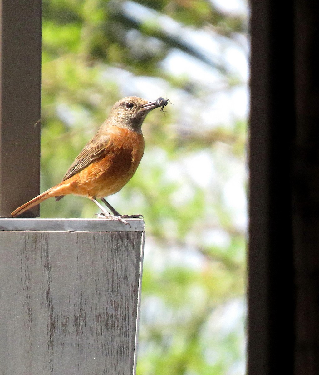 Cape Rock-Thrush - ML642917027