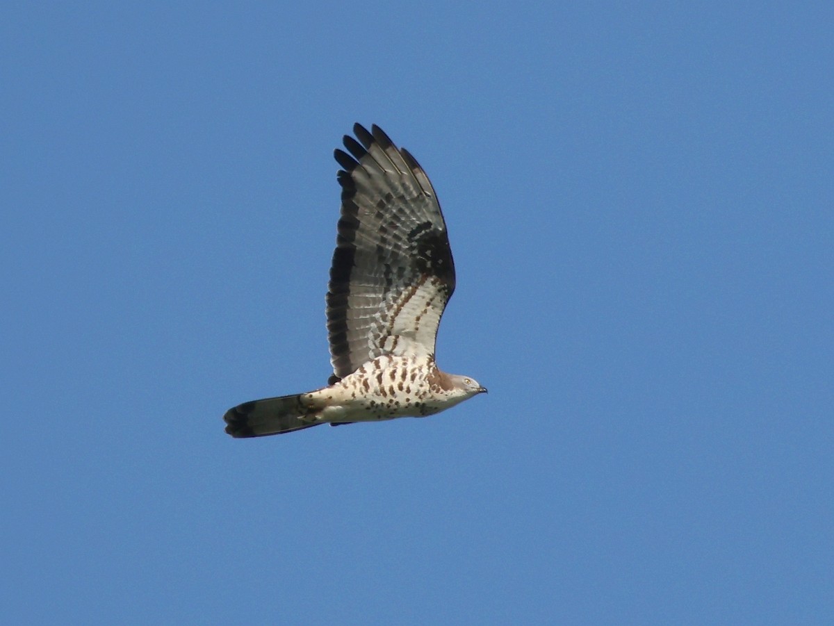 European Honey-buzzard - ML642917032