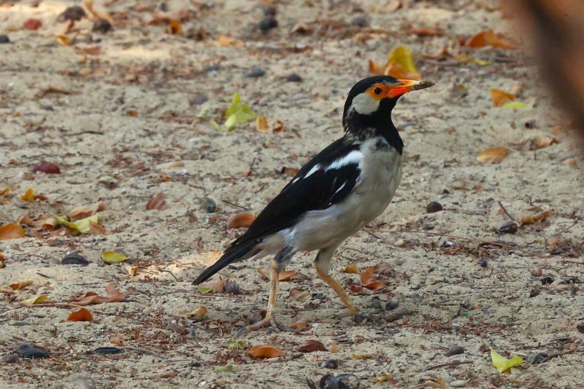 Indian Pied Starling - ML642917036