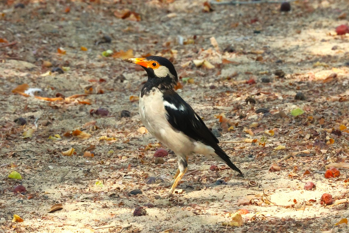 Indian Pied Starling - ML642917037