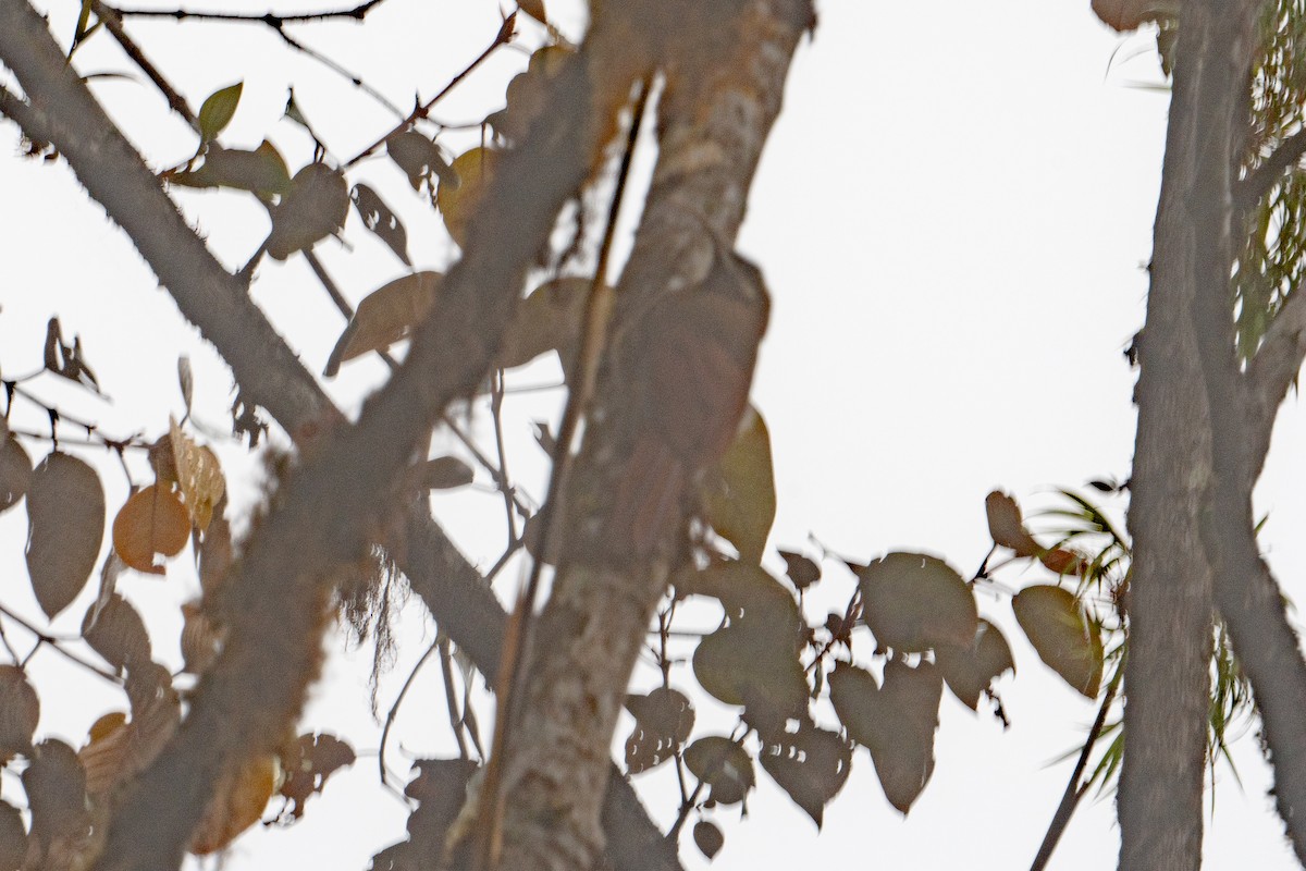 Greater Scythebill - ML642917048