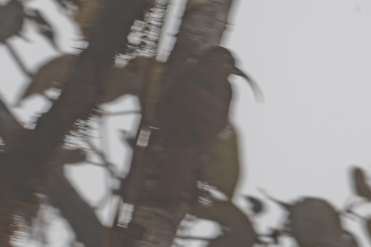 Greater Scythebill - ML642917060