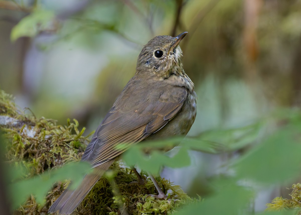 Swainson's Thrush - ML642917078