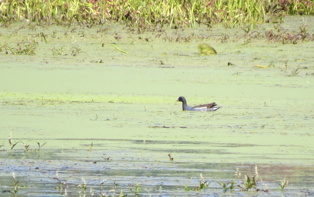 Common Gallinule - ML642917079