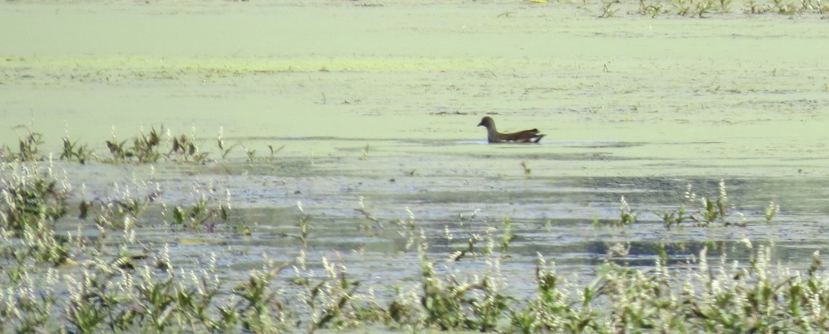 Common Gallinule - ML642917088