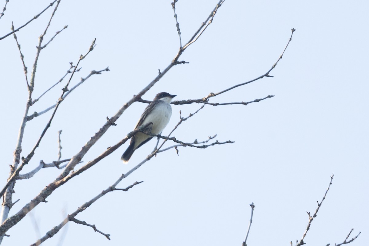 Eastern Kingbird - ML642917097