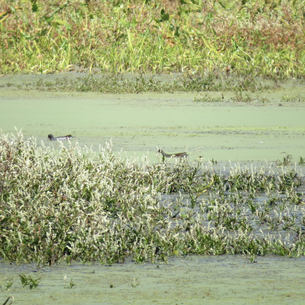 Common Gallinule - ML642917111